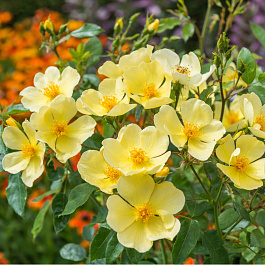 Роза английская парковая Тоттеринг Бай Джентли