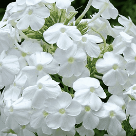 Флокс метельчатый Adessa White