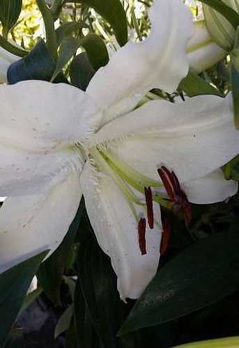 Лилия восточная горшечная Тру Эмоушн