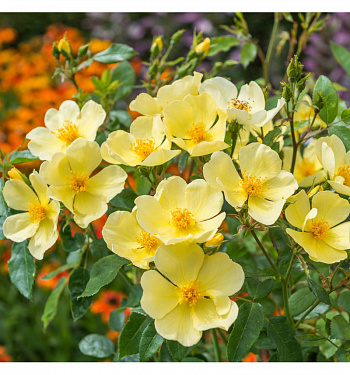 Роза английская парковая Тоттеринг Бай Джентли