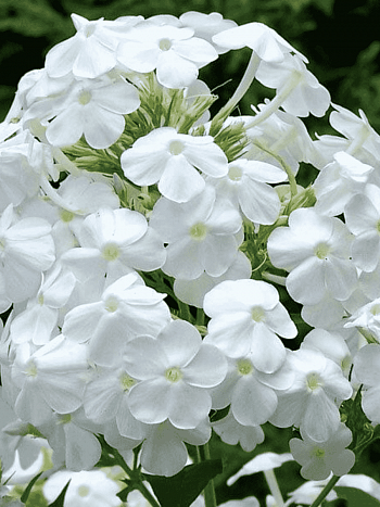 Флокс метельчатый Adessa White