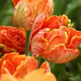 Тюльпан Orange Rococo
