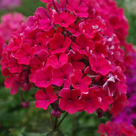 Флокс метельчатый Старфайр