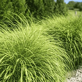 Мискантус китайский Little zebra