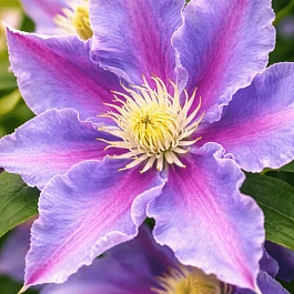 Клематис гибридный Beata