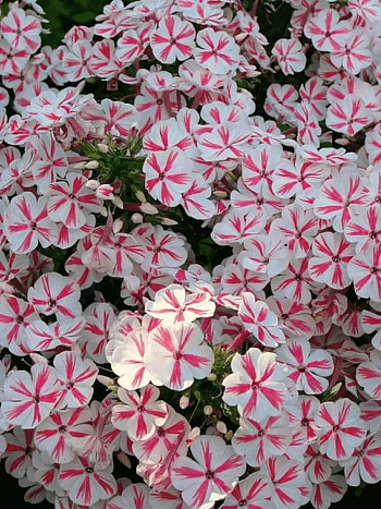 Флокс метельчатый Twister