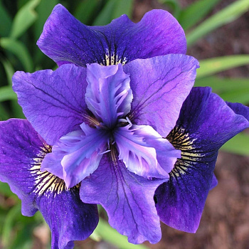 Ирис сибирский Раффлд Велвет Ирис сибирский Раффлд Велвет