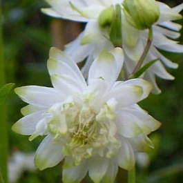 Аквилегия гибридная МакКаны Лайм Сорбет