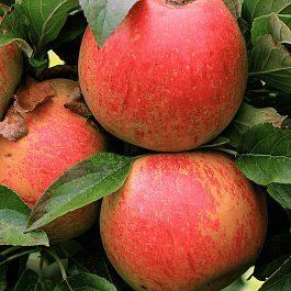 Яблоня Апорт кроваво-красный