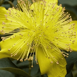 Зверобой кустарниковый Rose of Sharon