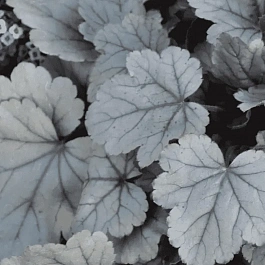 Гейхера Silver Gumdrop