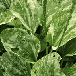 Подорожник Variegata