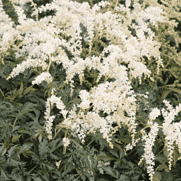 Астильба простолистная White Sensation