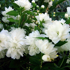 Жасмин садовый Сноубель