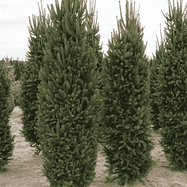 Ель обыкновенная Cupressina