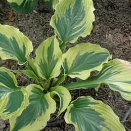 Хоста Paisley Border