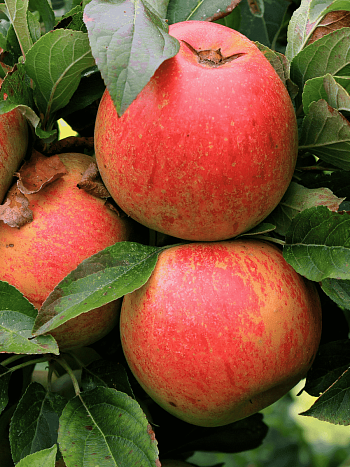 Яблоня Апорт кроваво-красный