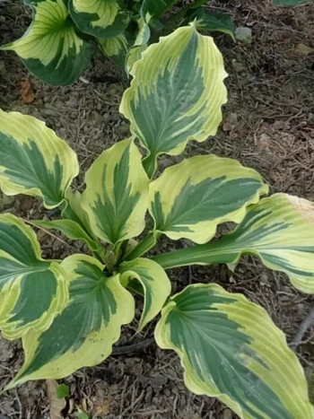 Хоста Paisley Border