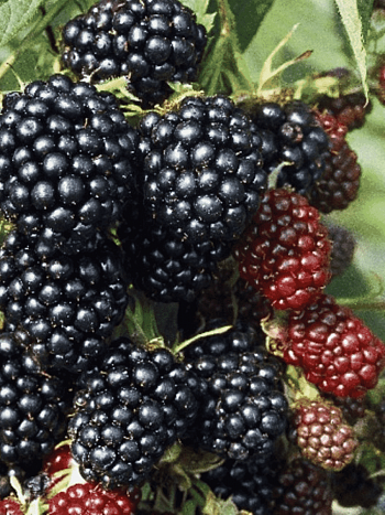 Ежевика садовая Thornless