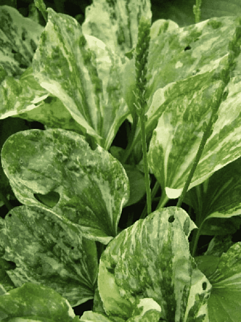 Подорожник Variegata