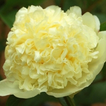 Пион травянистый Голдилокс Пион травянистый Голдилокс