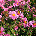 Астра кустарниковая Barrs Pink