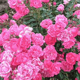 Роза почвопокровная Pink Fairy