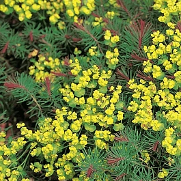 Молочай кипарисовый Clarice Howard