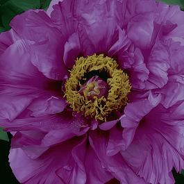 Пион Древовидный  Big Deep Purple