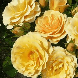 Роза Флорибунда Rebecca Mary