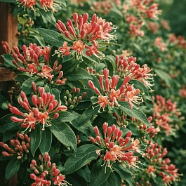 Жимолость Генри