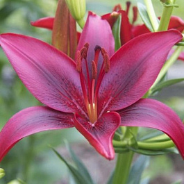 Лилия азиатская Блэк Лист НАБОР 2ШТ (2+2)