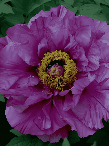 Пион Древовидный  Big Deep Purple