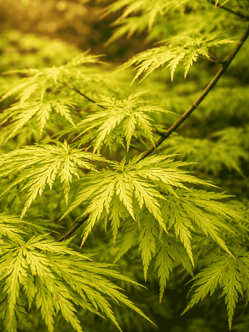 Клен веерный Emerald Lace