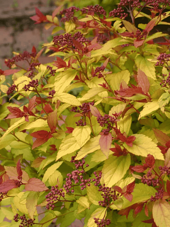 Спирея японская Magic Carpet