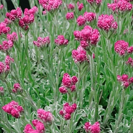 Антеннария двудомная Alex Duguid