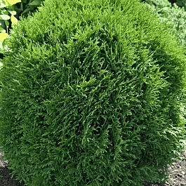 Туя западная Little Giant