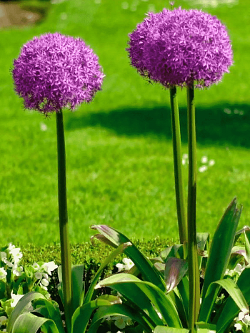 Лук декоративный Giganteum