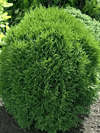 Туя западная Little Giant
