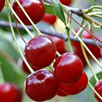 Вишня пирамидальная Ашинская Вишня пирамидальная Ашинская