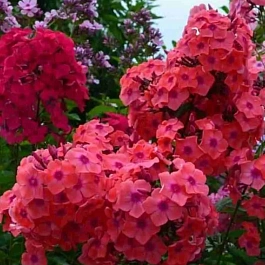 Флокс метельчатый Горислав