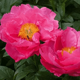 Пион Молочноцветковый Paula Fay