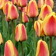 Тюльпан Apeldoorn