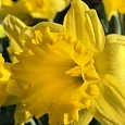 Нарцисс Golden Harvest