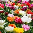 Тюльпан Махровый Смесь Окрасок