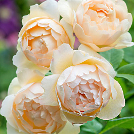 Роза парковая Френч Брекфаст Роза парковая Френч Брекфаст