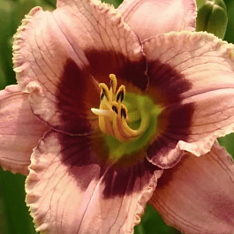 Лилейник Orchid Candy