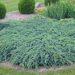 Можжевельник чешуйчатый Блю Капит Можжевельник чешуйчатый Блю Капит