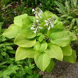 Хоста гибридная Банана Кид Хоста гибридная Банана Кид