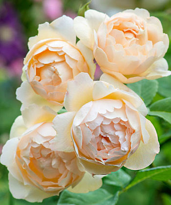 Роза парковая Френч Брекфаст